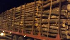 Незаконне перевезення деревини: патрульні зупинили дві вантажівки неподалік Борисполя. Фото